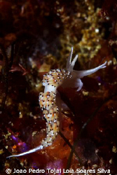 Caloria elegans. This species shows some color variation ... by Joao Pedro Tojal Loia Soares Silva 